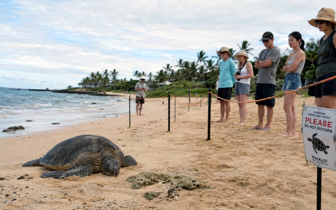 Where to See Sea Turtles on an Oahu Circle Island Tour