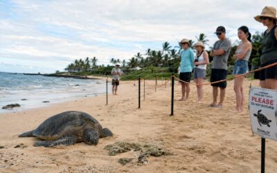 Where to See Sea Turtles on an Oahu Circle Island Tour